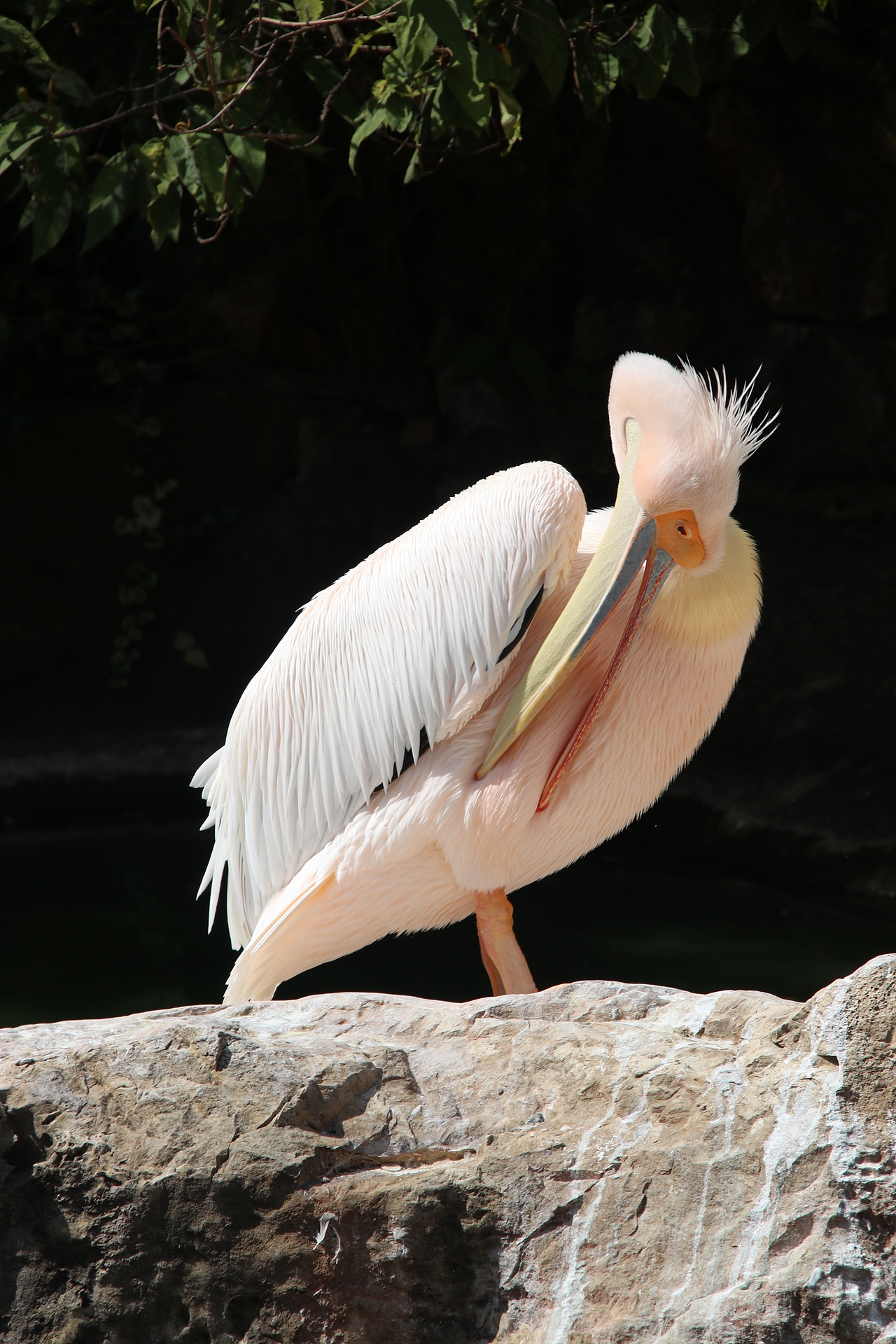 鵜鶘小甜豆，誰能說我不是粉紅色呢？（圖ZMzUyMjYzMjg4） - 寵物攝影 - 站酷設(shè)計(jì)師油炸月亮原創(chuàng)素材 - 站酷ZCOOL