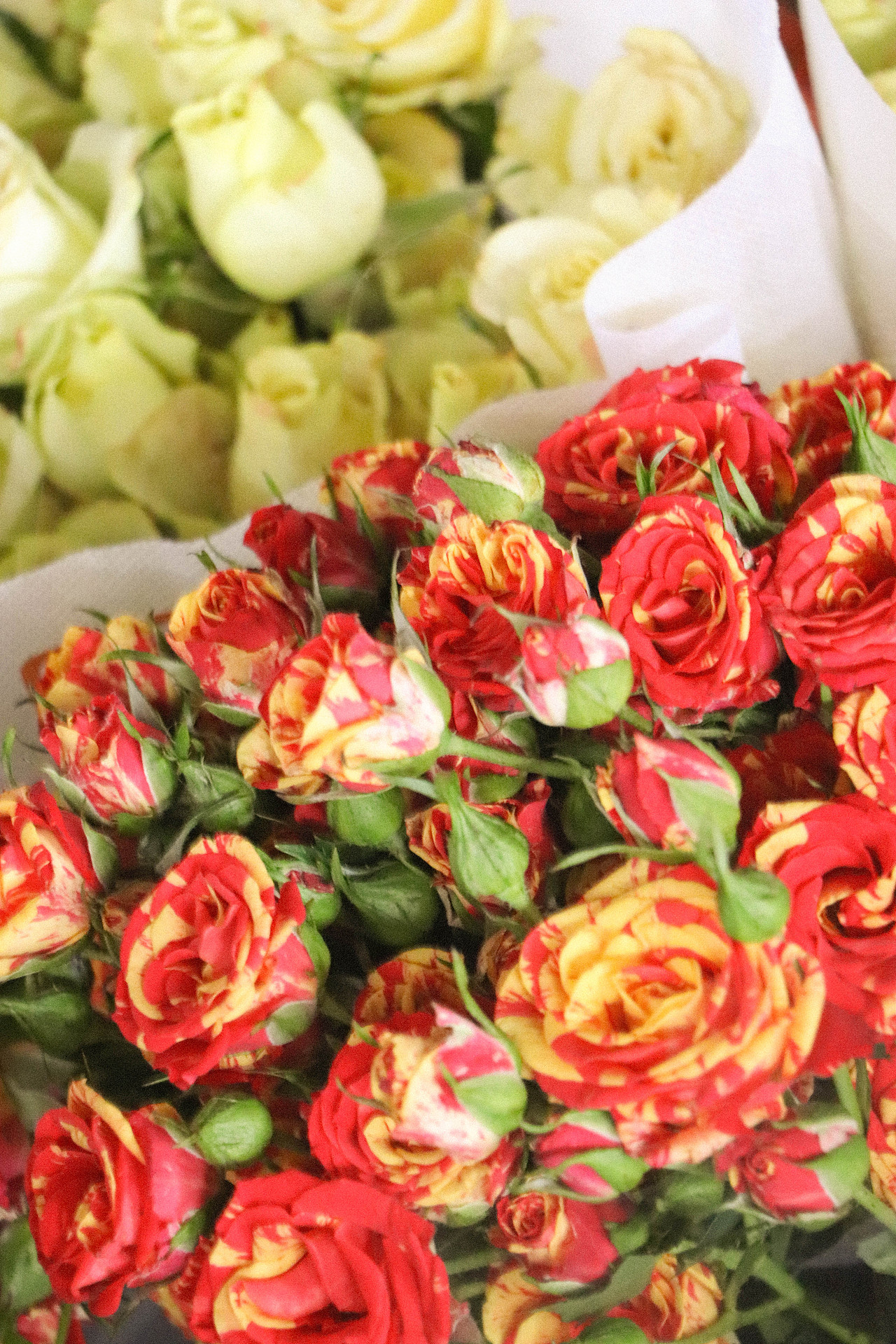 花束秘密（图ZMzM3OTg2MjA0） - 风光摄影 - 站酷设计师林二三_原创素材 - 站酷ZCOOL