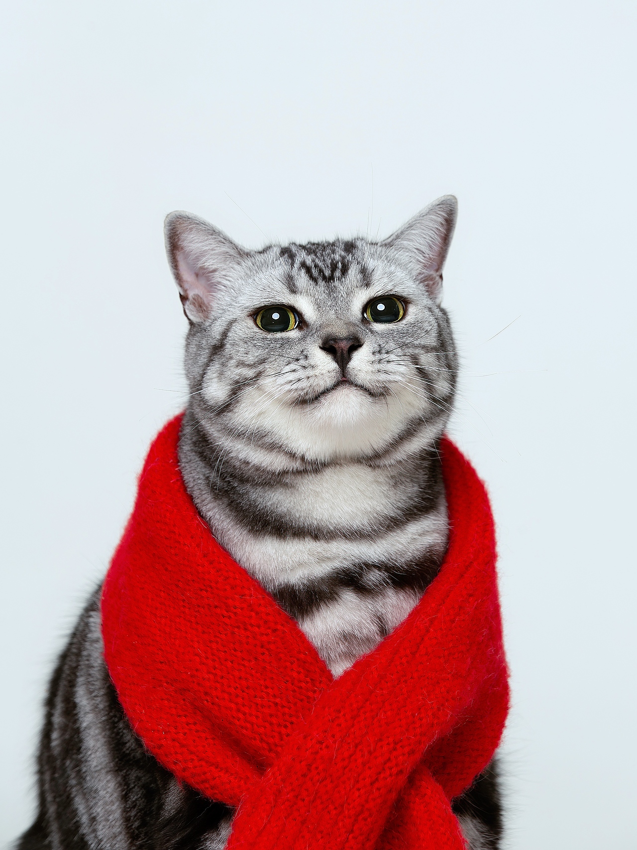 【宠物摄影】一些小猫咪