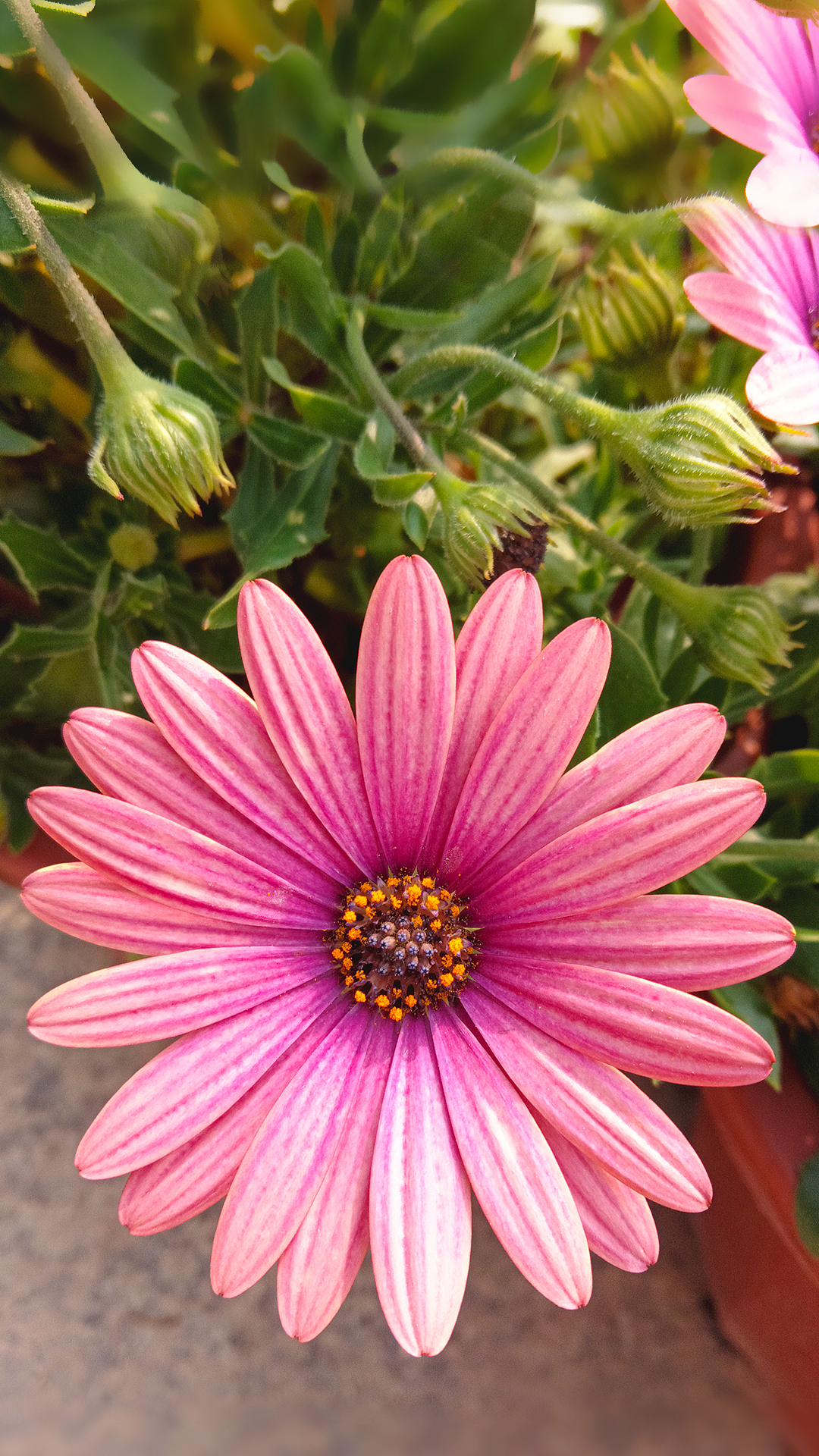 摄影-花朵（图ZMzY0NzgwMDg4） - 风光摄影 - 站酷设计师四叶叶子原创素材 - 站酷ZCOOL