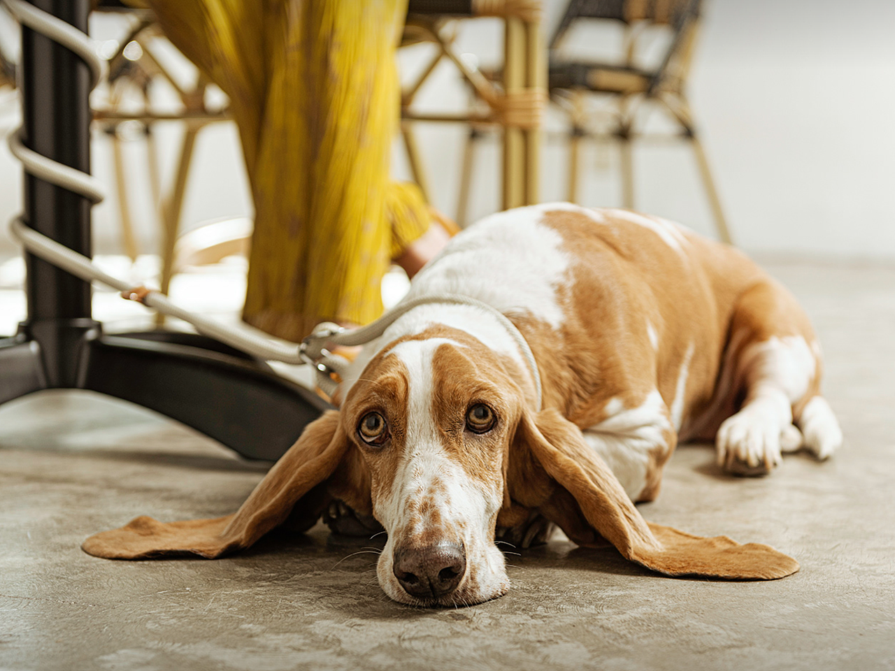 宠物广告kv拍摄,平面全案