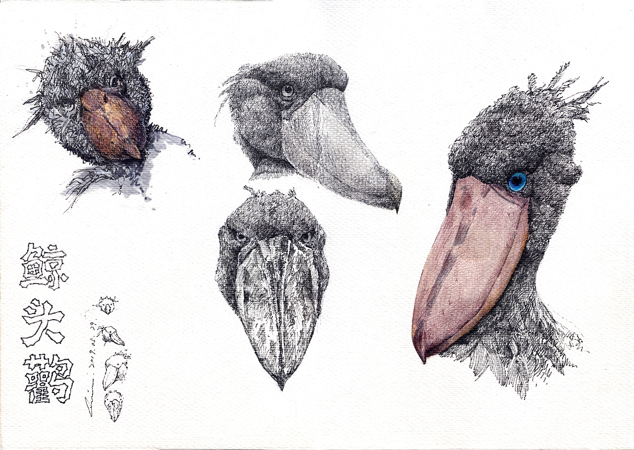 『画本系列』-我的第44本画本-日常习作