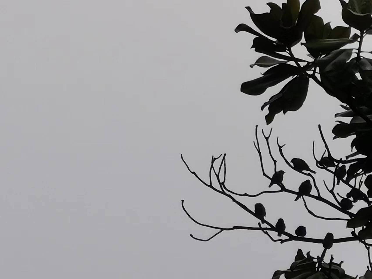 《雀识》华为mate20 2022/8 南京农业大学校园