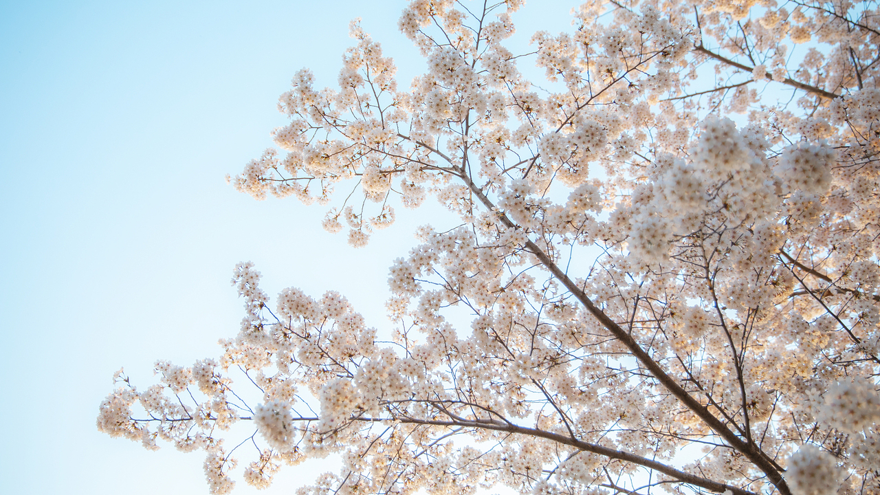 樱花梦境（图ZMzM1OTAwNzA0） - 人像摄影 - 站酷设计师修图师张欢原创素材 - 站酷ZCOOL