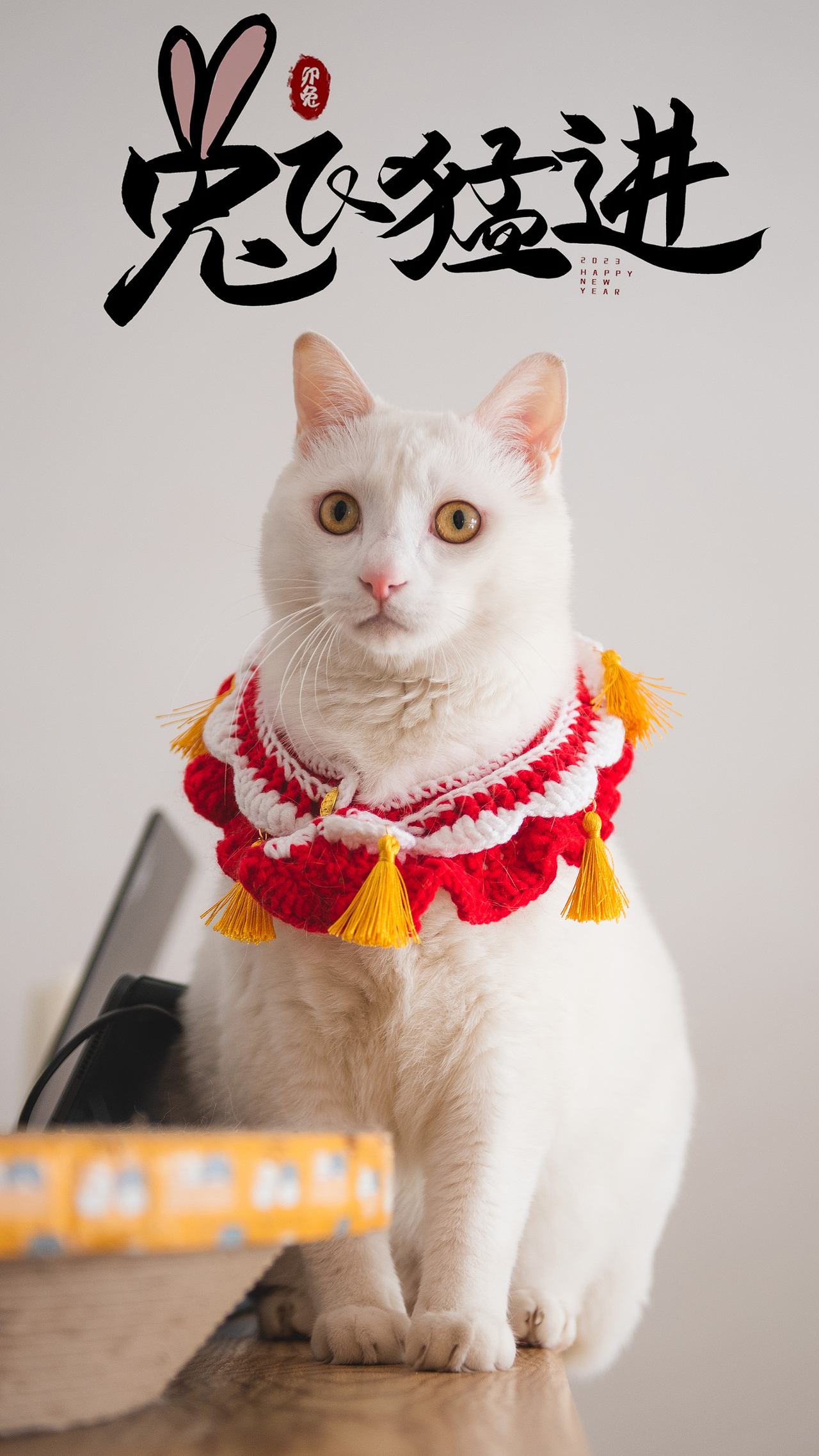 补发一下过年时候的桃桃图图（图ZMzQ1OTQ2OTg4） - 宠物摄影 - 站酷设计师梅柒鹤子原创素材 - 站酷ZCOOL