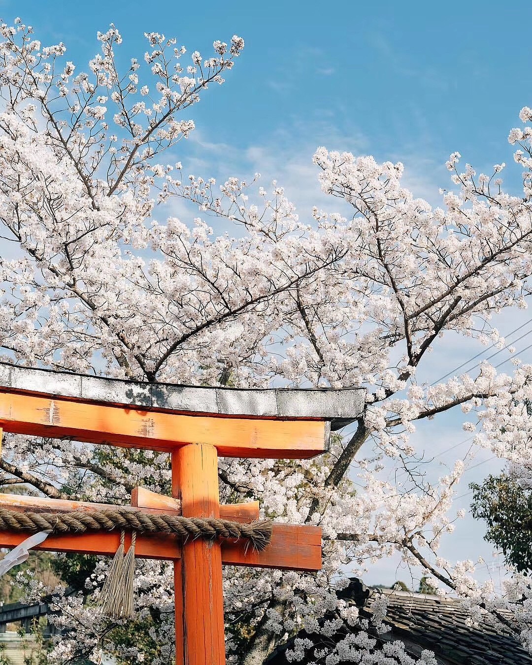 京都樱花,除了美还是美