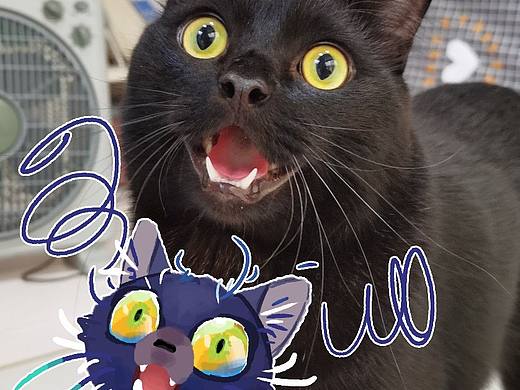 猫猫表情随笔