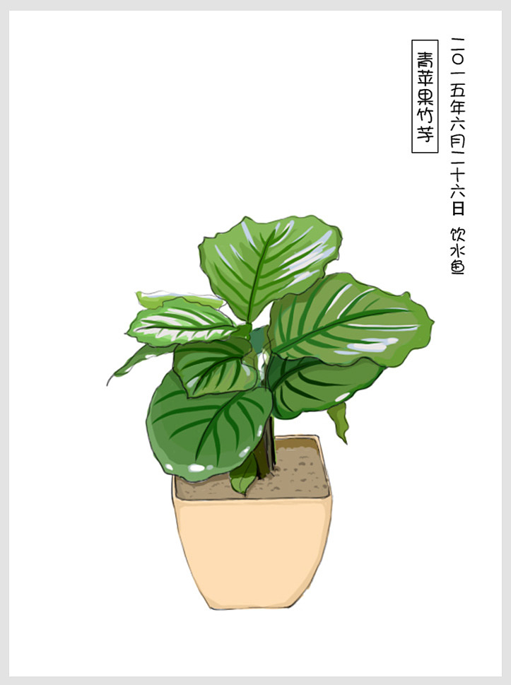手绘常见室内小盆栽