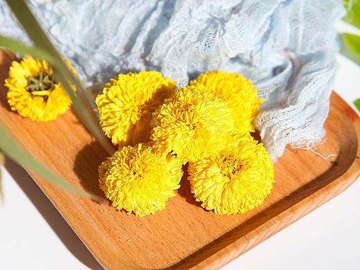 小皇菊拍摄
