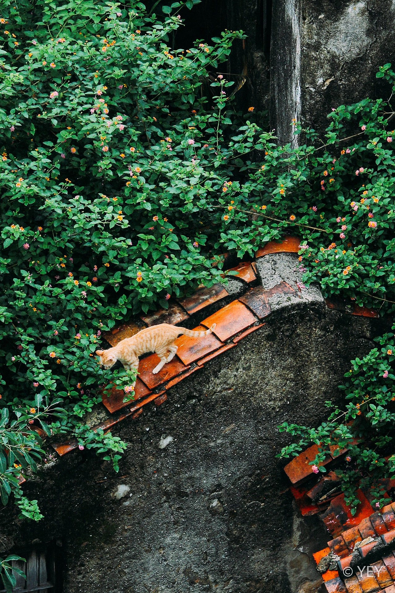 貓的秘密基地（圖ZMjEzMDkyMzQ0） - 風(fēng)光攝影 - 站酷設(shè)計(jì)師隨記溢原創(chuàng)素材 - 站酷ZCOOL