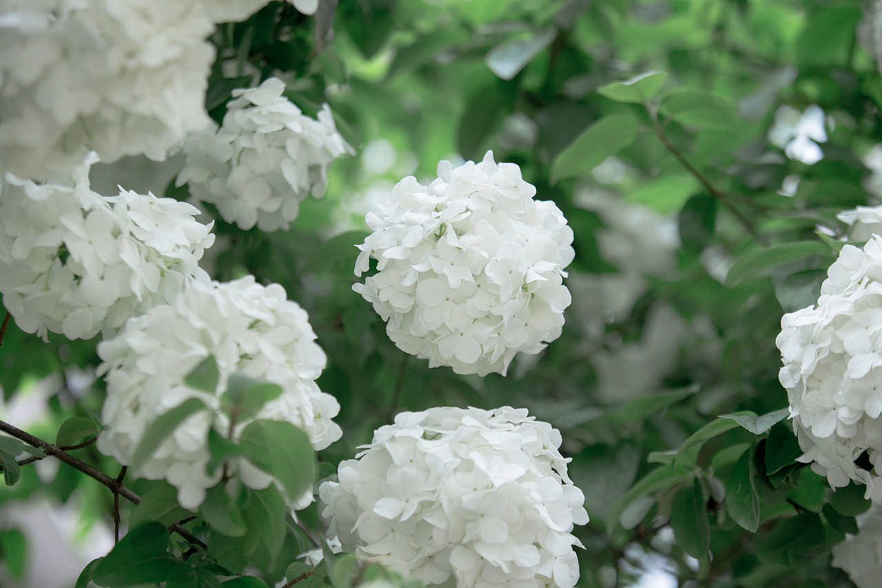 PURE WHITE（图ZNDYyNjY3NDA=） - 风光摄影 - 站酷设计师浮沉流星原创素材 - 站酷ZCOOL