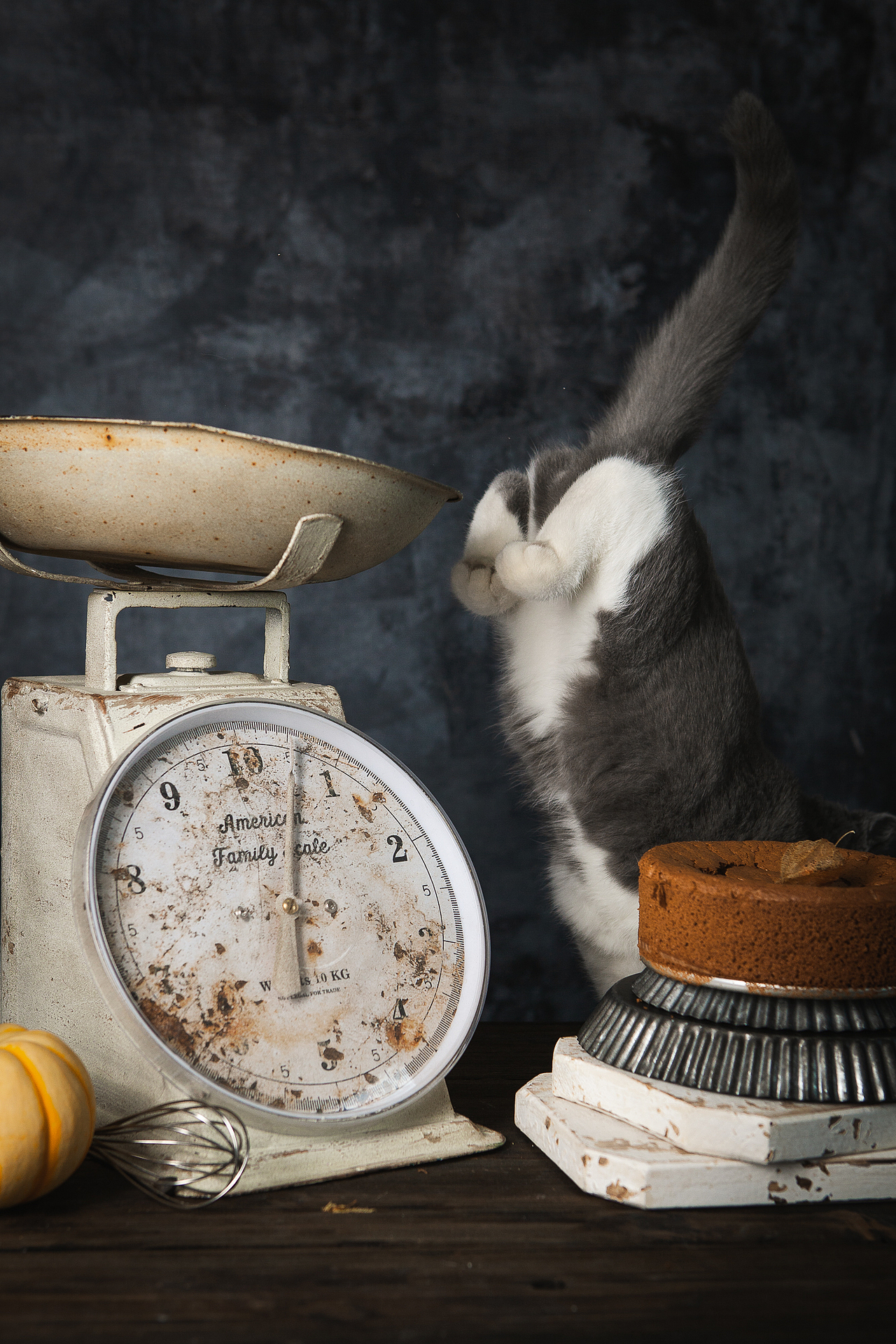 猫猫也过万圣节🎃（图ZMTMzMDM2MTA0） - 宠物摄影 - 站酷设计师火锅火锅工作室原创素材 - 站酷ZCOOL