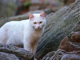 山猫日记20210718