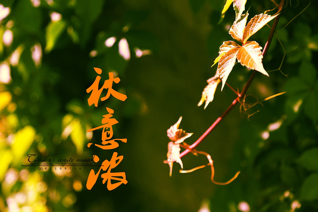 秋意浓（图ZMzMzMTg3NzI=） - 风光摄影 - 站酷设计师东北的东原创素材 - 站酷ZCOOL