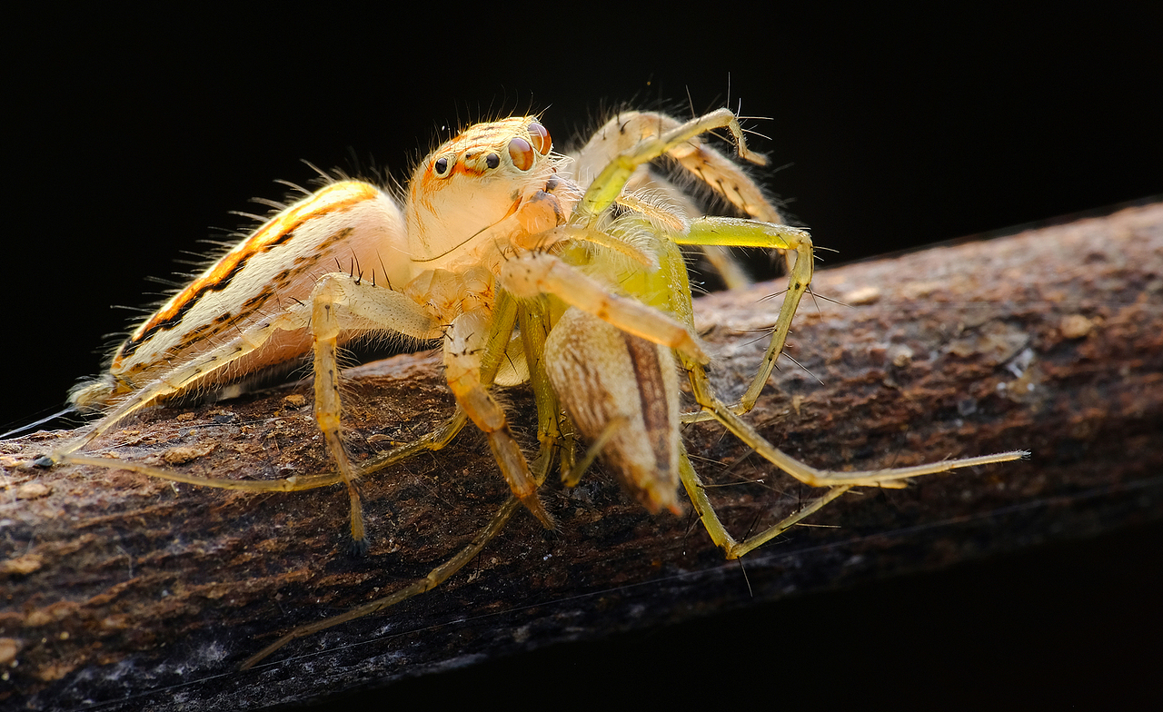 多彩纽蛛捕食-猫蛛-用毒牙吸取汁液吸干为止