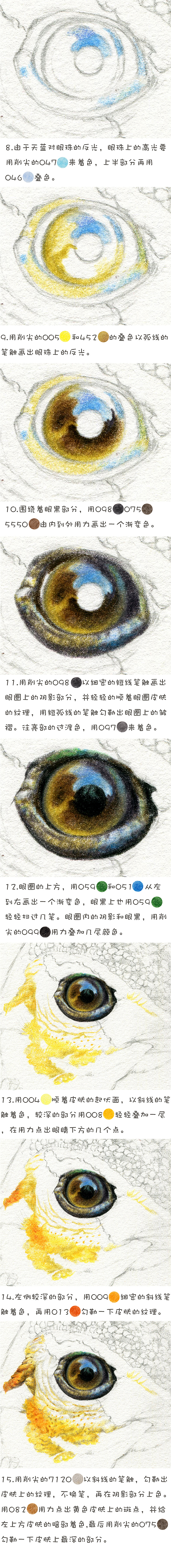 彩铅教程——孔雀的画法（图ZNjY5MzgwMjA=） - 绘画 - 站酷设计师木卮--_--原创素材 - 站酷ZCOOL