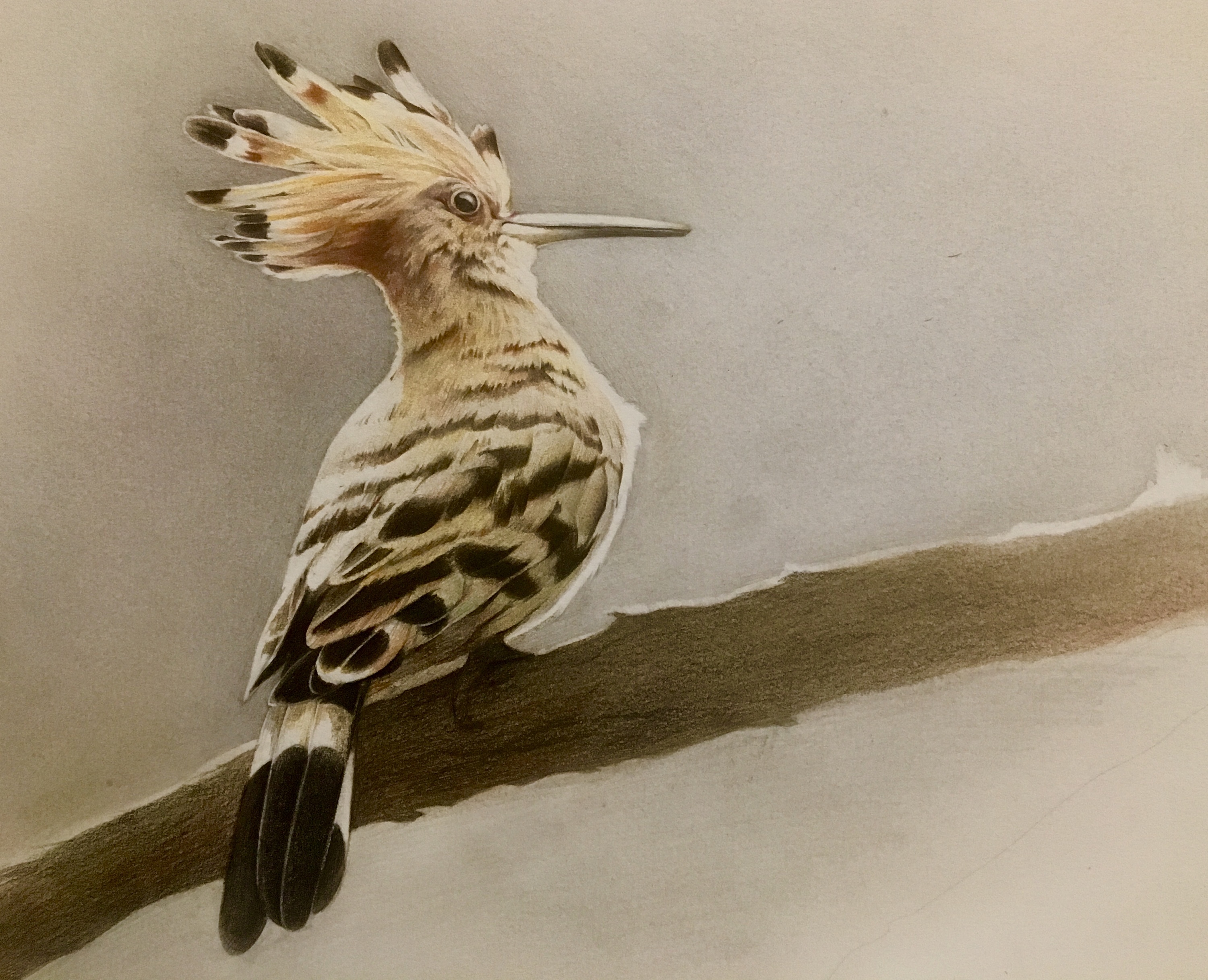 动物写实练习|插画|插画习作|白商 - 临摹作品 - 站酷 (zcool)