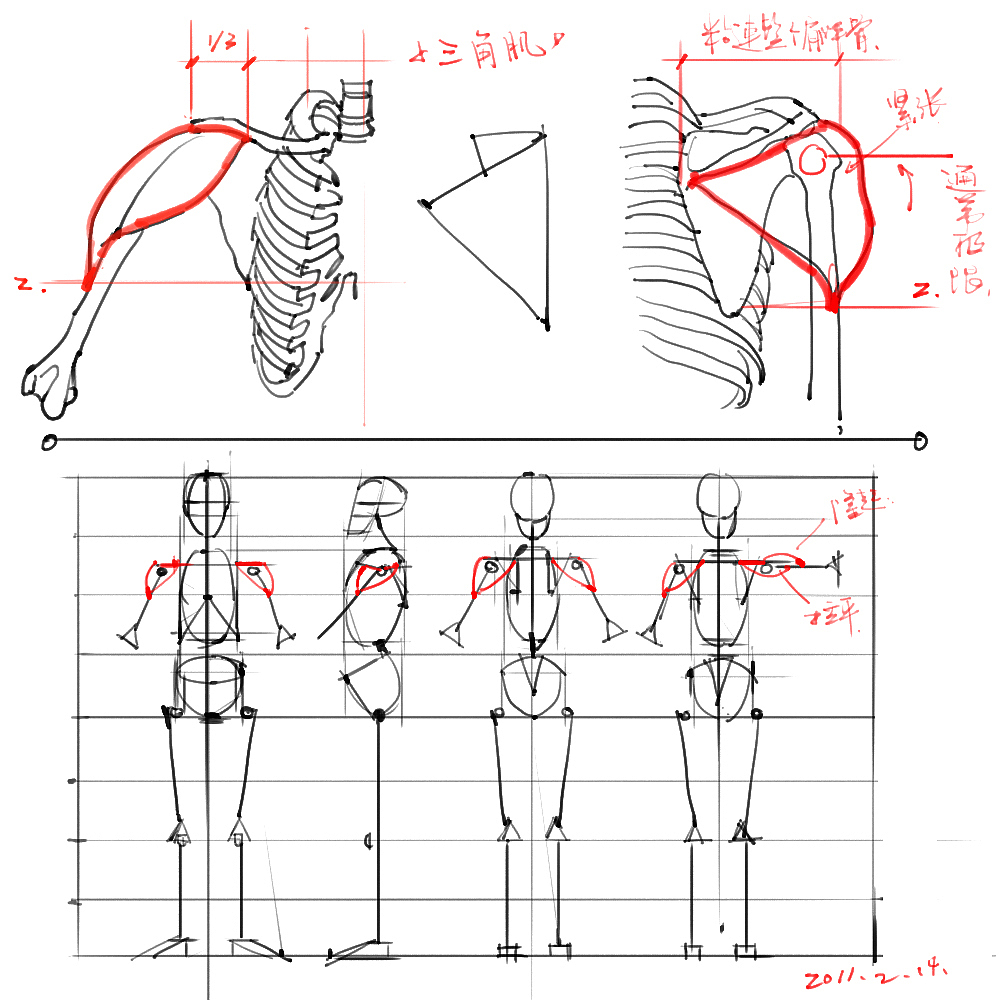 「素材」分享一波绘画专用人体解剖素材 part 02