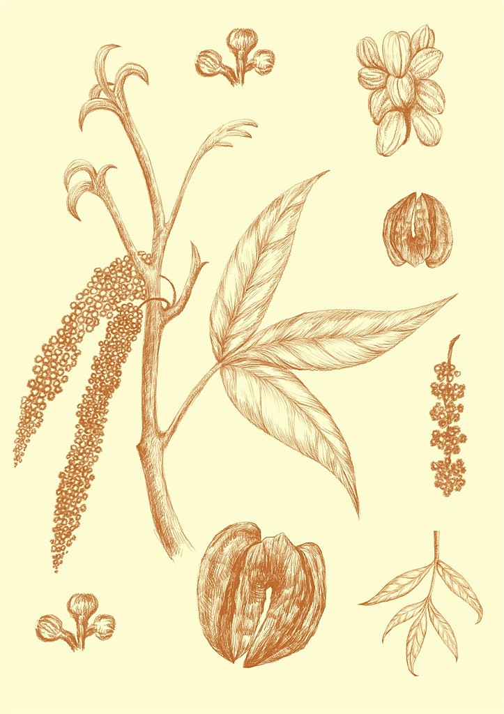 植物插画（图ZNDI1NDE2OTI=） - 商业插画 - 站酷设计师Vania2014原创素材 - 站酷ZCOOL