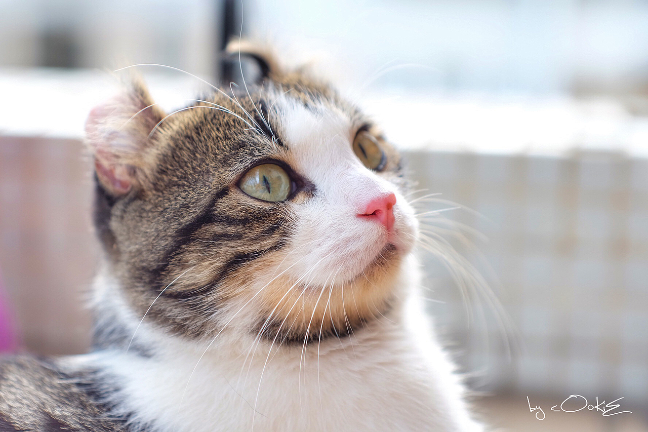 美国卷耳猫——蹭蹭（图ZNTY2NzMzOTI=） - 宠物摄影 - 站酷设计师大家好我是小宁原创素材 - 站酷ZCOOL