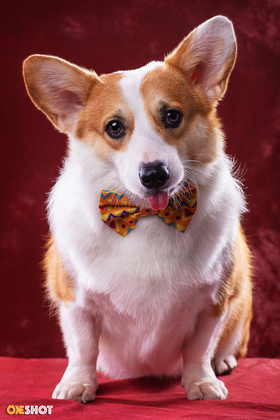 感受一下一只全速向你驶来的激萌小短腿（图ZMTc2NjExMzUy） - 宠物摄影 - 站酷设计师WildKay原创素材 - 站酷ZCOOL