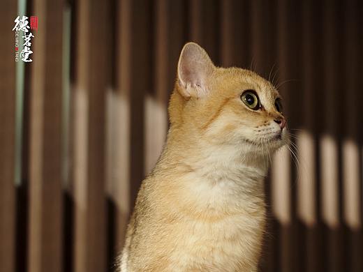 电商视频丨德茗堂猫眼三代✖ 方米视觉