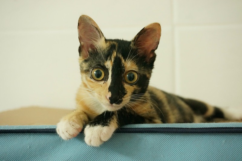 我家的喵（图ZMzIzOTUyMDg=） - 宠物摄影 - 站酷设计师abby_M原创素材 - 站酷ZCOOL