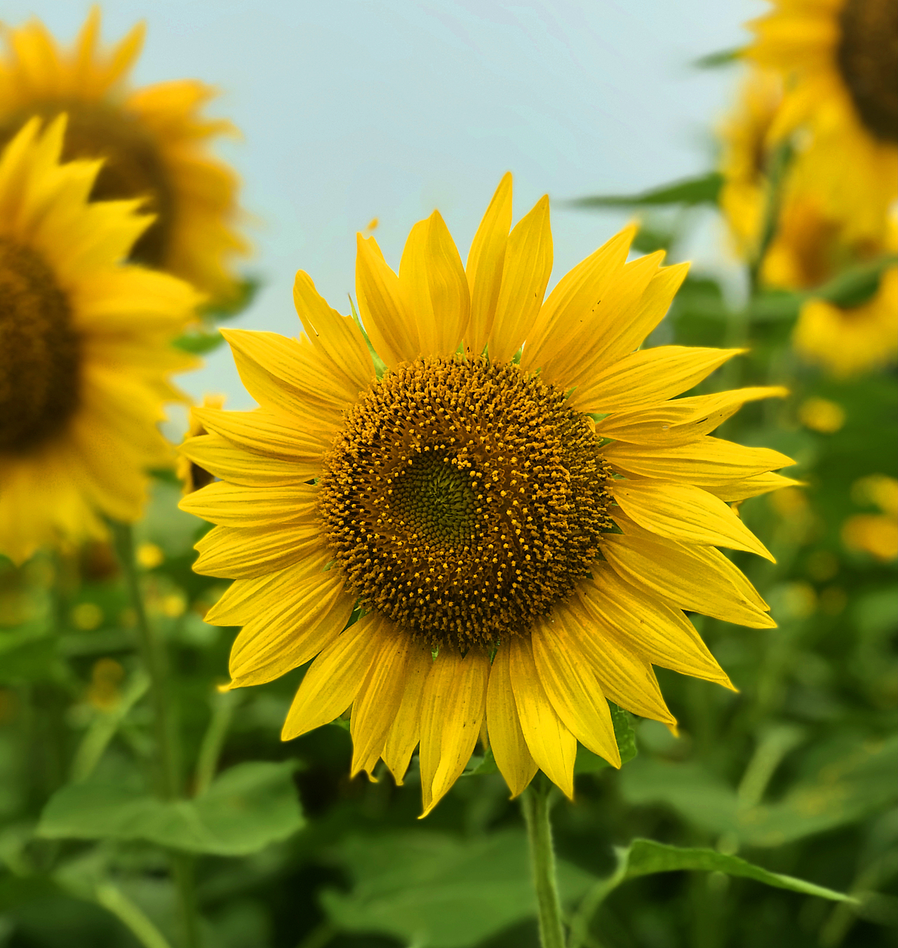 随手拍 北京 北京奥林匹克公园 向日葵 鸟巢