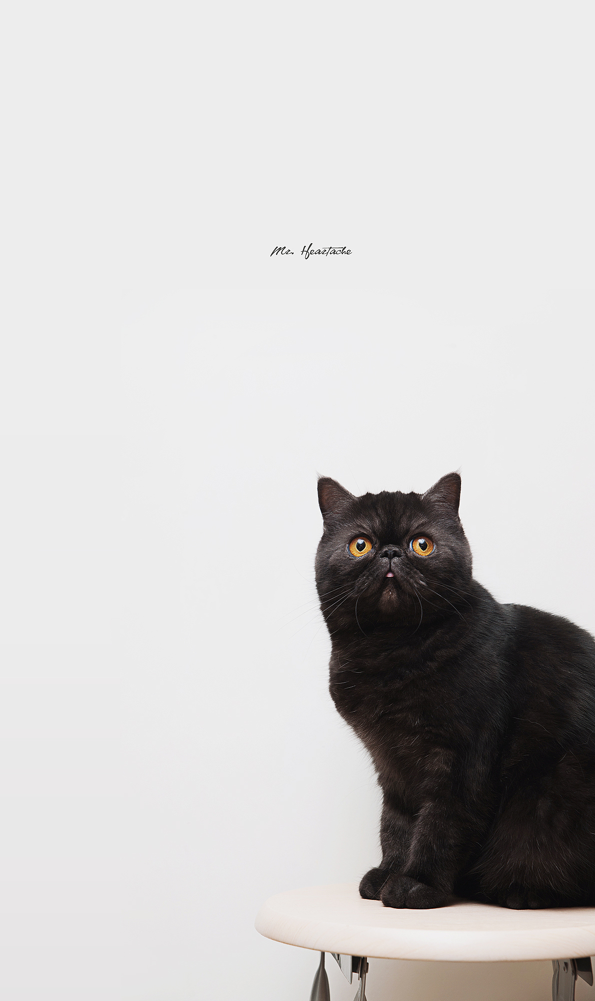 The sounds of silence【动物摄影师何某某个人作品6】（图ZNDQ2NjE3NjQ=） - 宠物摄影 - 站酷设计师超级何某某原创素材 - 站酷ZCOOL