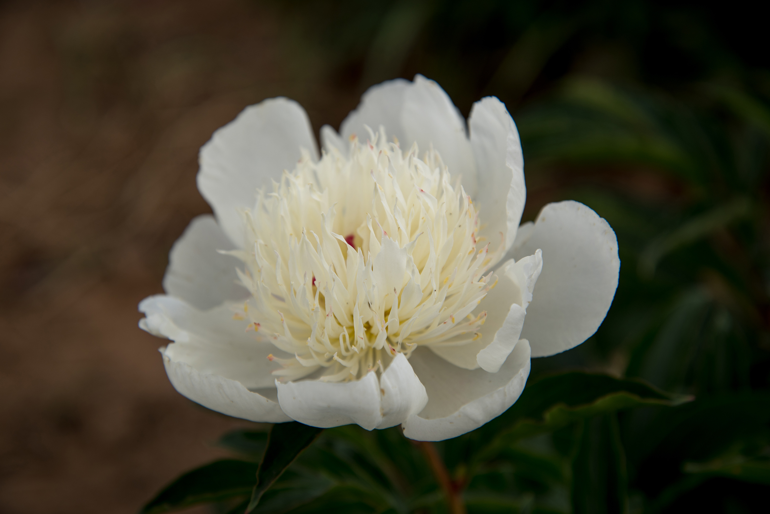 盛乐百亭园《芍药花》篇