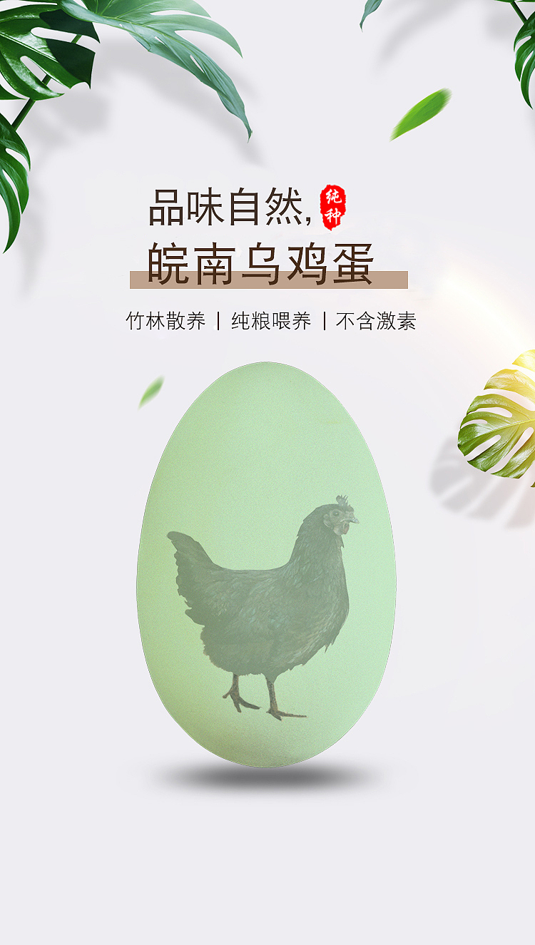 农产品乌鸡蛋详情页（图ZMjMwOTA3NTQw） - 电商 - 站酷设计师鱼乐可原创素材 - 站酷ZCOOL