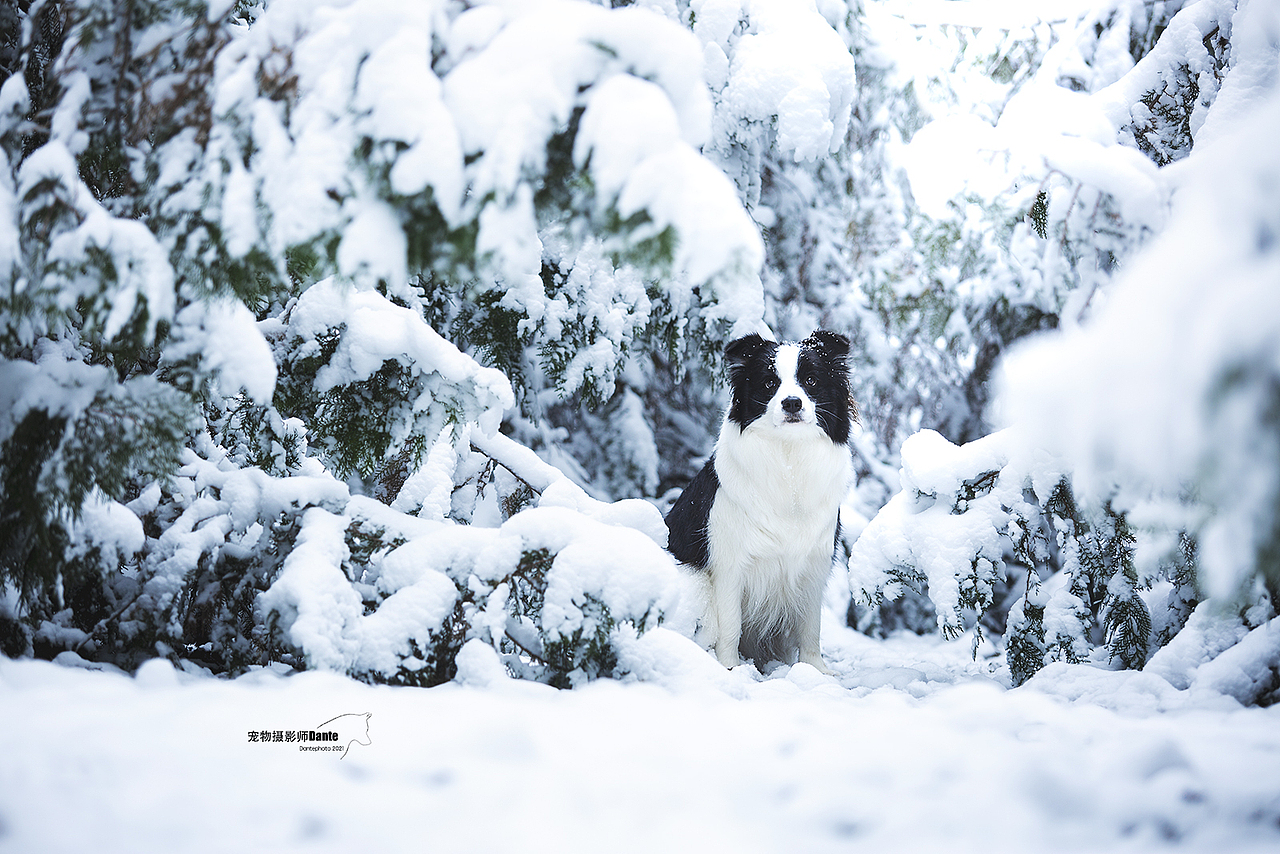 雪景边牧（图ZMjgwNTM3NDgw） - 宠物摄影 - 站酷设计师dantephoto原创素材 - 站酷ZCOOL