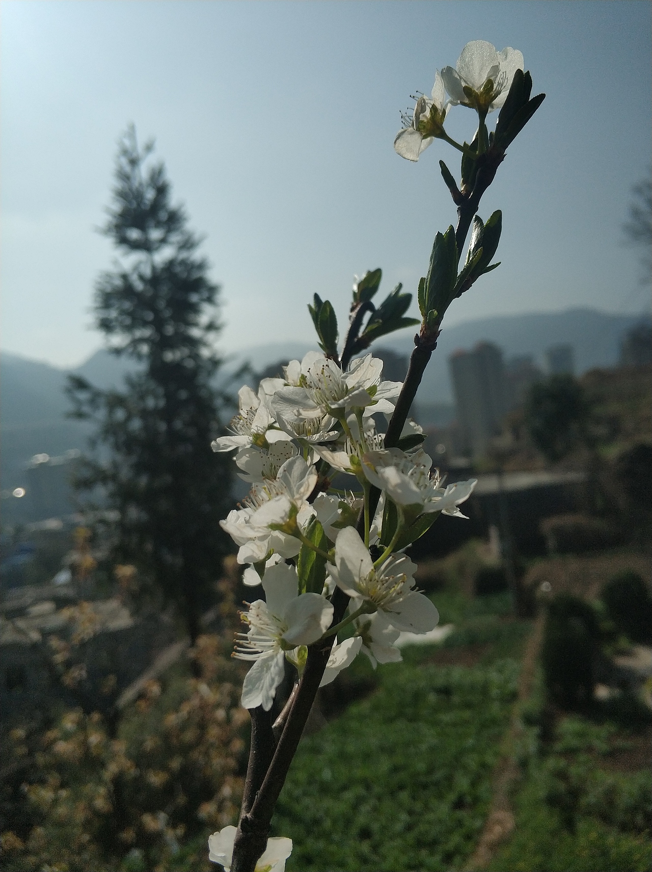 春，古月廴聿（图ZMTk4NTQ5OTcy） - 风光摄影 - 站酷设计师古月廴聿原创素材 - 站酷ZCOOL