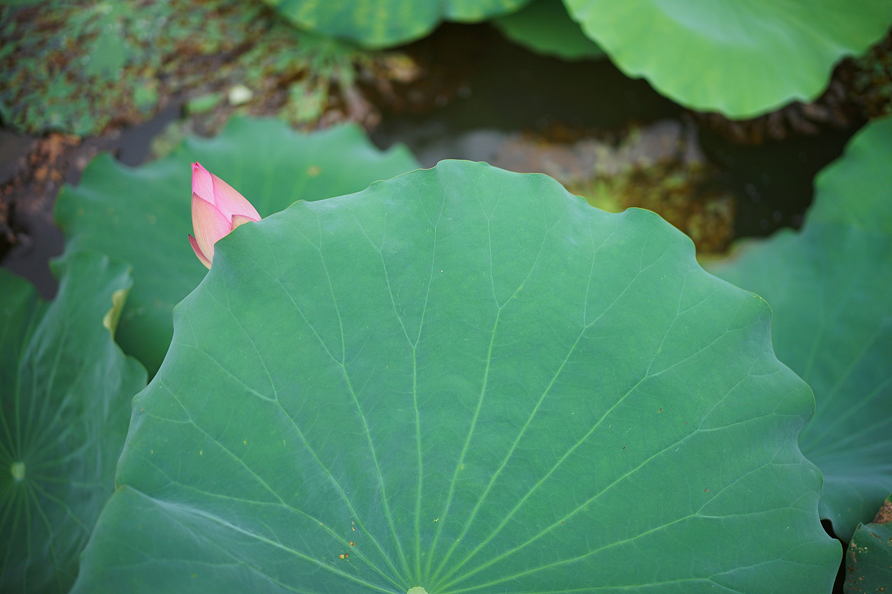 深大荷花（图ZMTIxNzYzNTM2） - 风光摄影 - 站酷设计师宁月浩然原创素材 - 站酷ZCOOL
