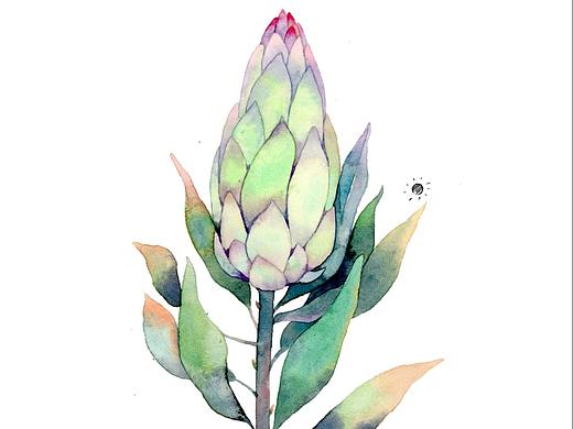 《植物物语》一组花草水彩手绘插画