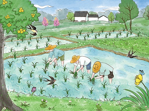 芒种 插秧  插画