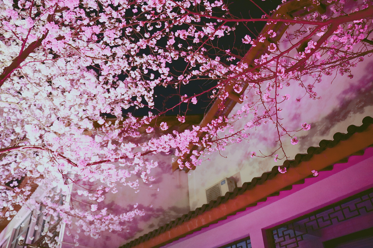 鼋头渚樱花季（图ZMTE1MzEwNzI0） - 风光摄影 - 站酷设计师糖森娶经原创素材 - 站酷ZCOOL