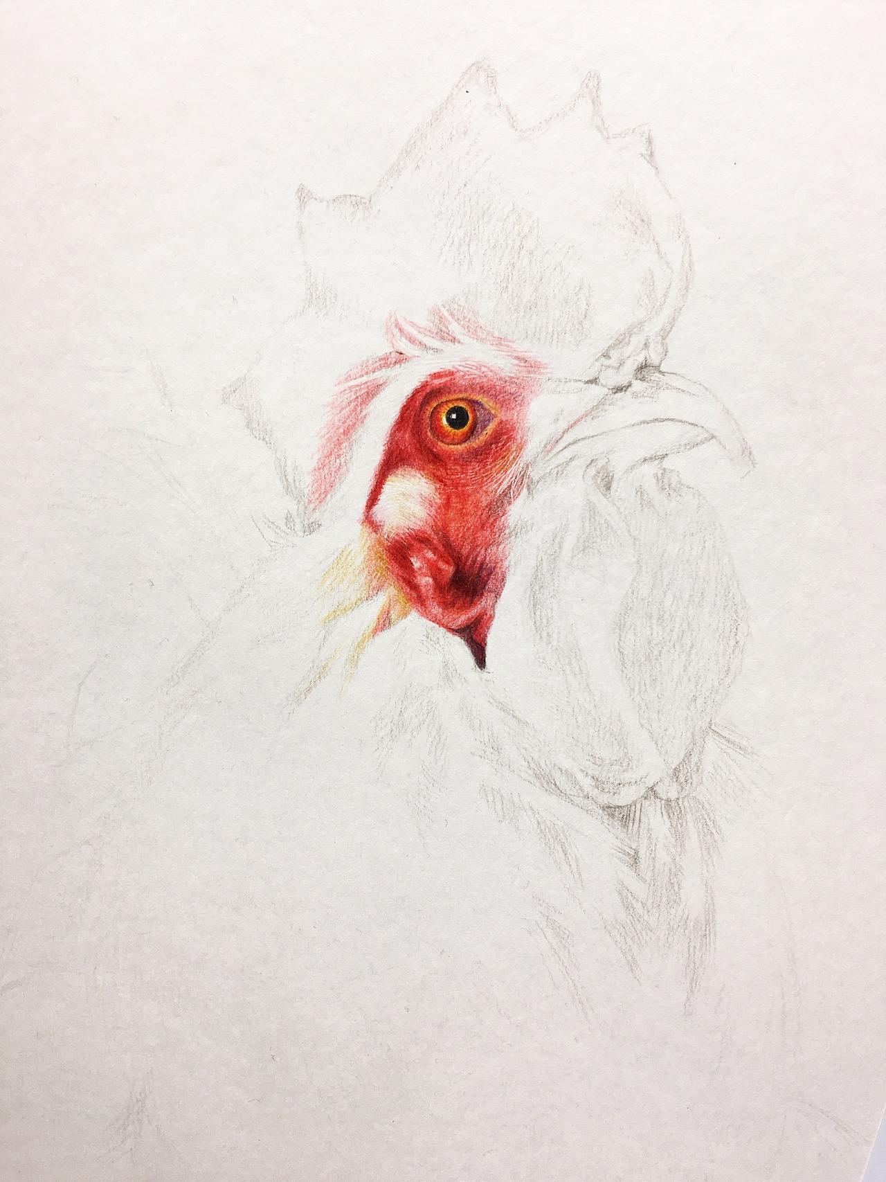 彩铅手绘公鸡（图ZMTIzMDIzMjU2） - 绘画 - 站酷设计师HENRY凡原创素材 - 站酷ZCOOL