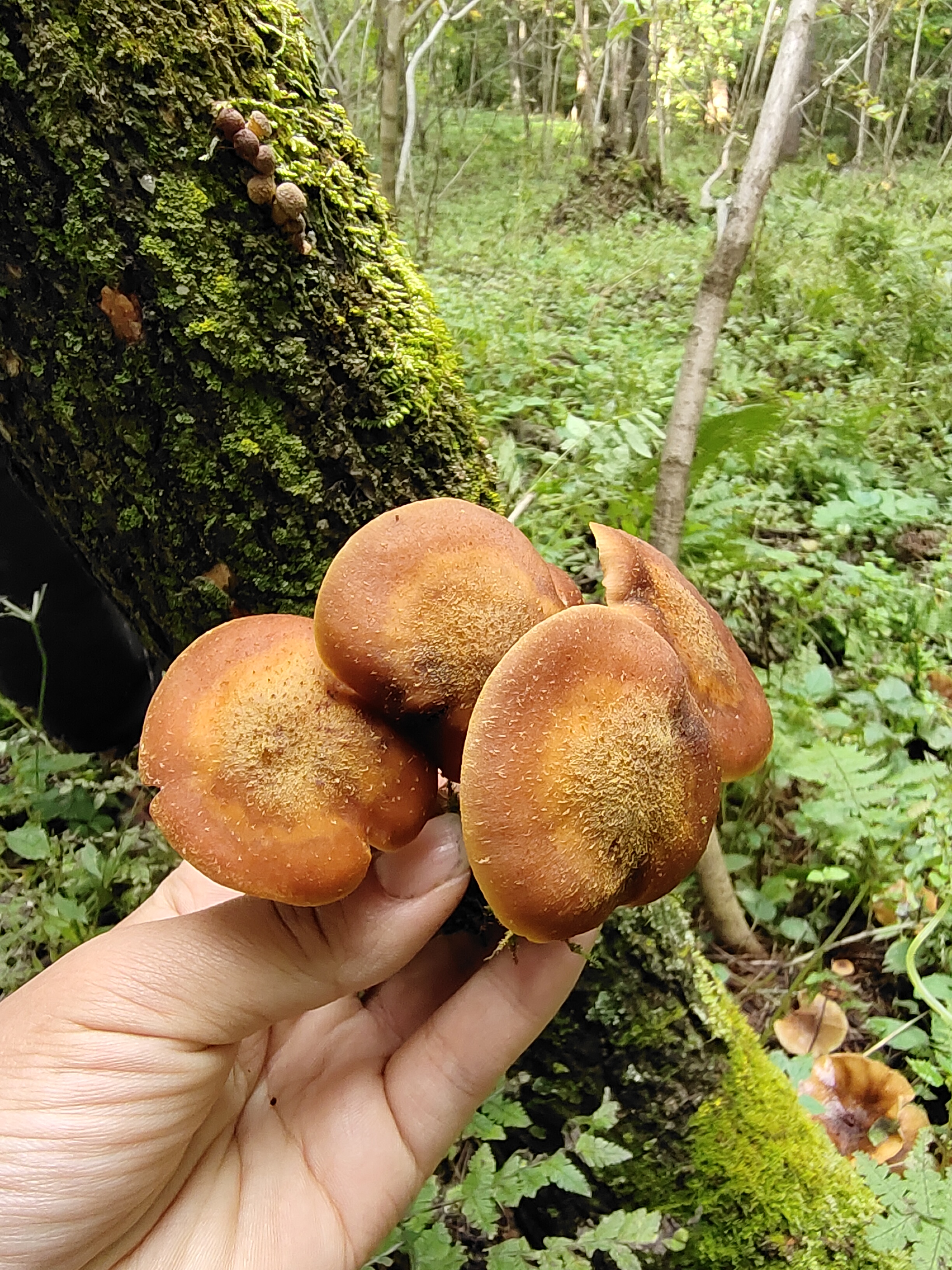 东北野生蘑菇种类图片图片