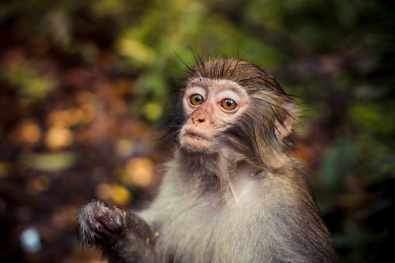 猴子|摄影|宠物摄影|ylm2438 - 原创作品 - 站酷 (ZCOOL)