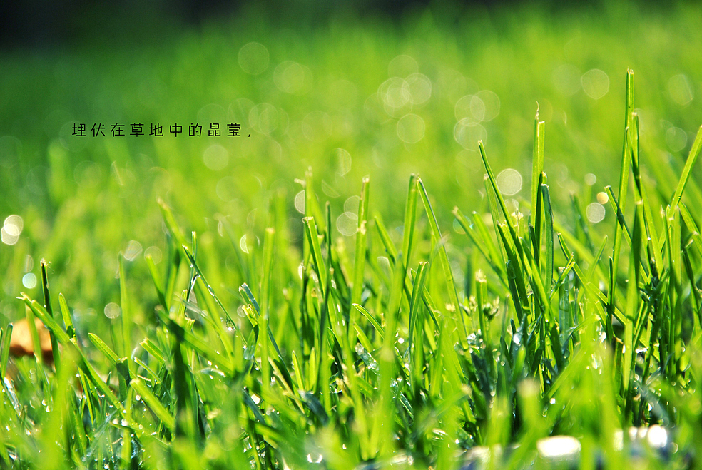 埋伏在草地中的晶瑩，（圖ZMTAwNzcxNg==） - 風(fēng)光攝影 - 站酷設(shè)計師Only_two原創(chuàng)素材 - 站酷ZCOOL