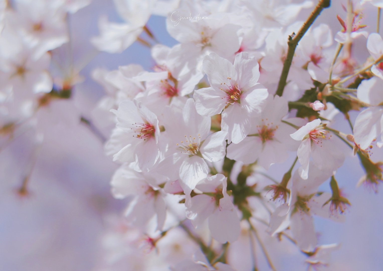 Lm日常七七八八的個(gè)人主頁（封面預(yù)覽） - 主頁封面設(shè)置 - 站酷設(shè)計(jì)師Lm日常七七八八原創(chuàng)素材 - 站酷ZCOOL