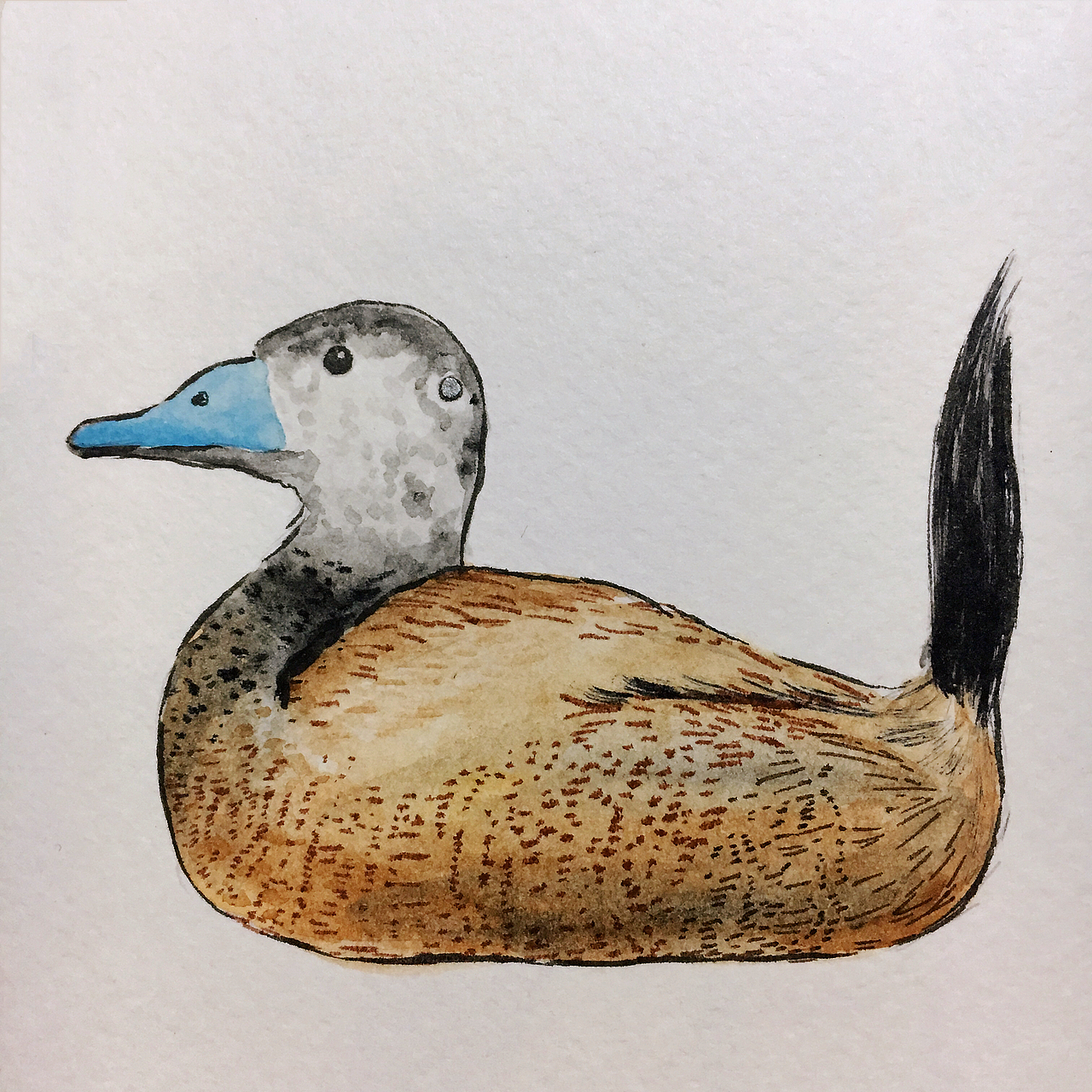 白头硬尾鸭,看了白鸟湖小七的故事,它头上的钢珠还在警示众人,不要因为无聊的兴趣去伤害动物,别等到灭绝才后悔。 