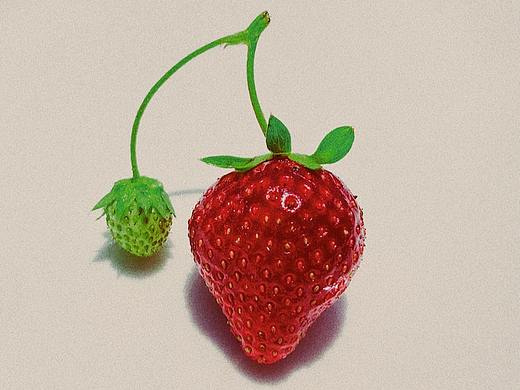 草莓