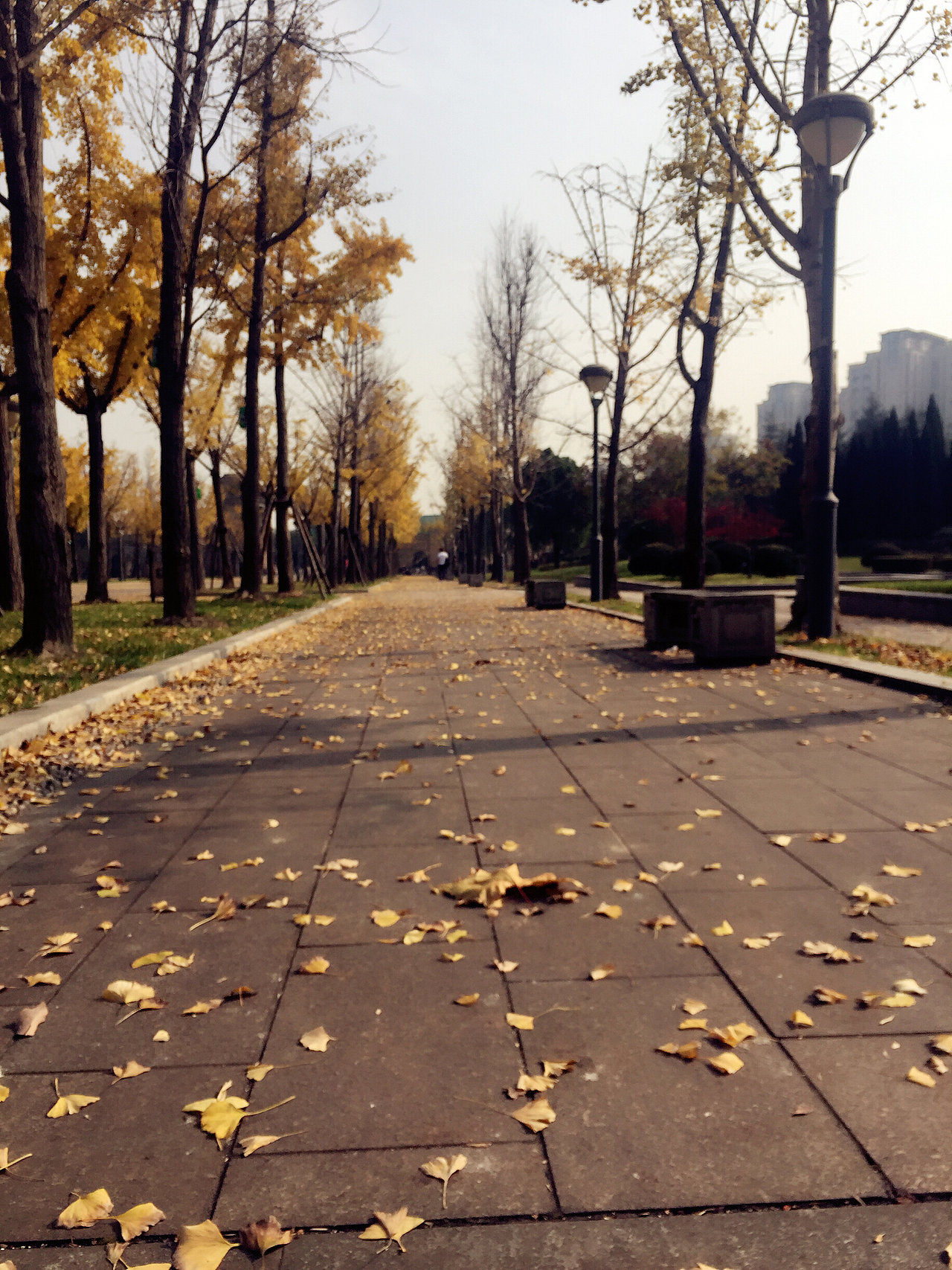 一季落叶归凡尘!