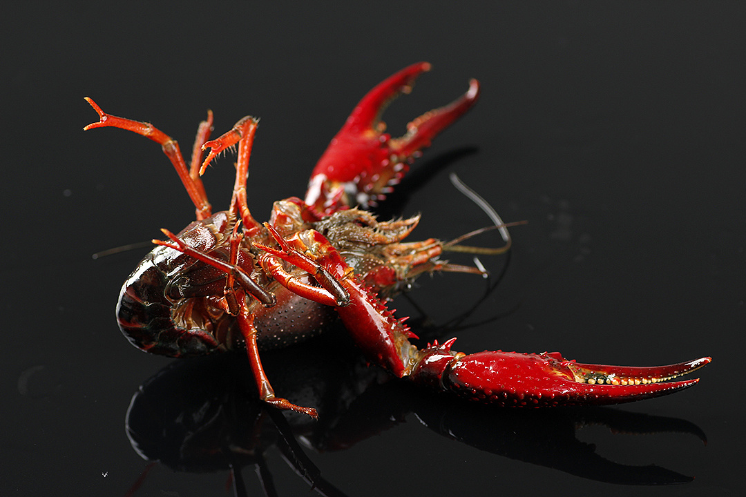 生剥鲜活小龙虾丨飞鸟电商--专注生鲜电商拍摄设计