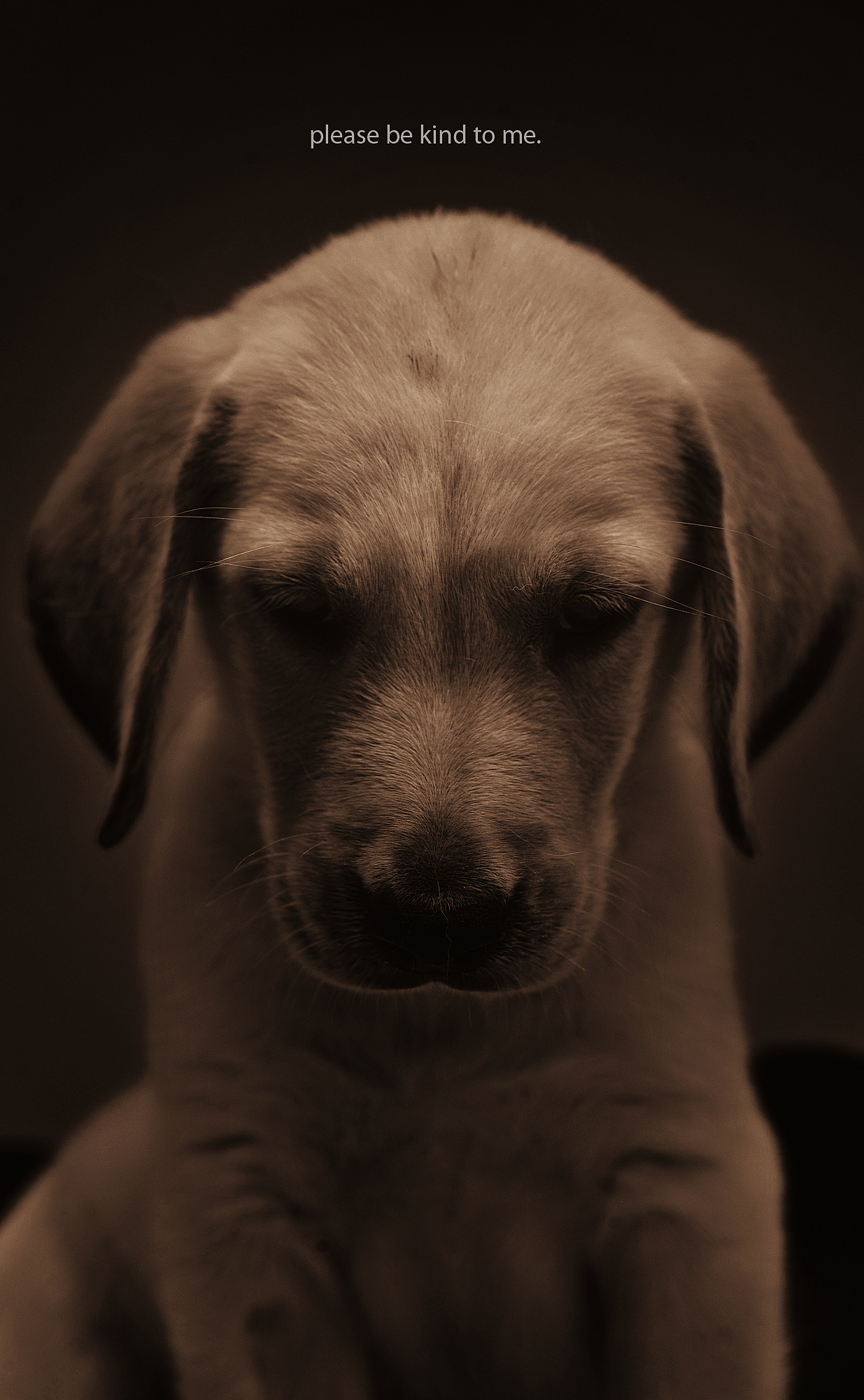 我猜我们见过面.恩?【动物摄影师何某某个人作品2】