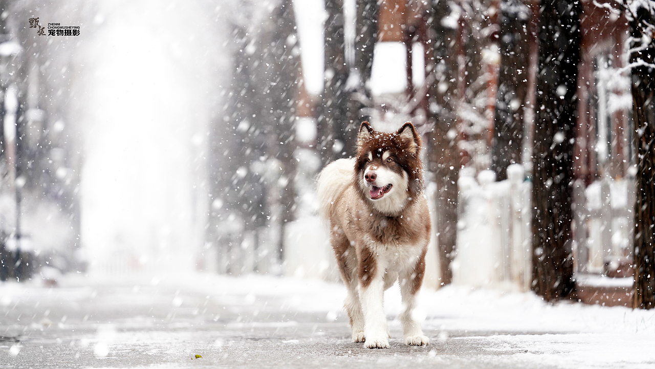 雪景（图ZMjM1MDY2NDYw） - 其他摄影 - 站酷设计师宠物摄影师甄妮原创素材 - 站酷ZCOOL