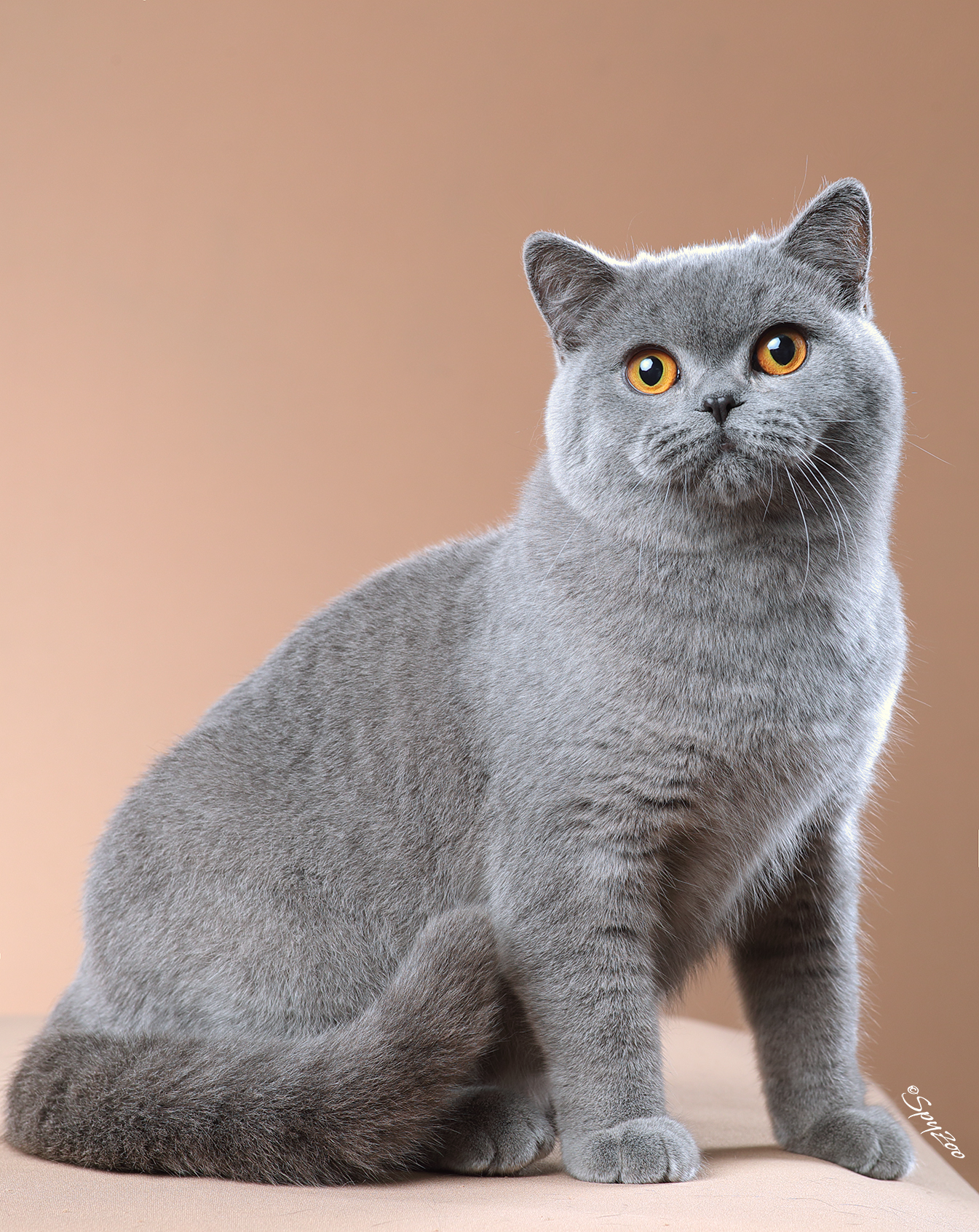 英国短毛猫种类图片