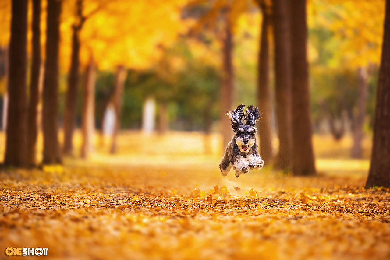 北京的秋天太美了